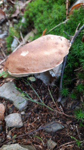 Boletus edulis
