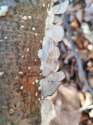 Trichaptum biforme