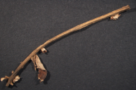 Triphragmium ulmariae