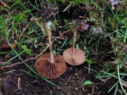 Agrocybe arvalis