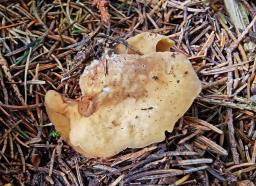 Otidea concinna