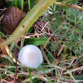 Cuphophyllus virgineus