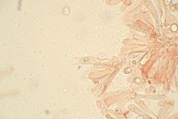 Dermoloma cuneifolium