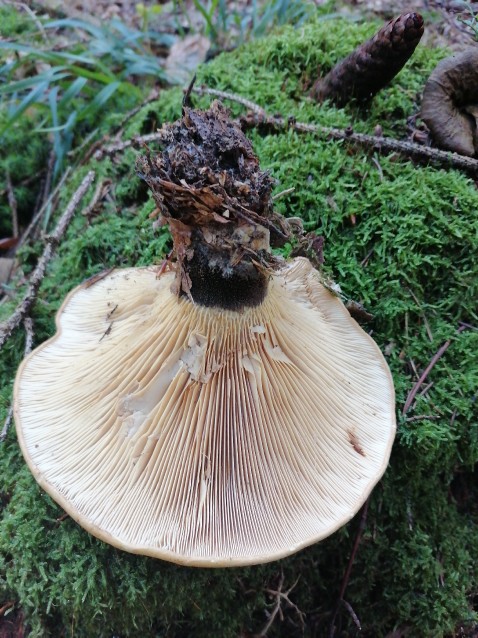 Tapinella atrotomentosa