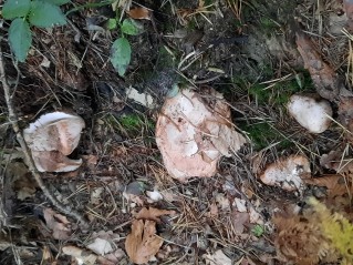 Tricholoma colossus