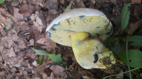 Caloboletus radicans
