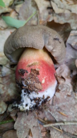 Caloboletus calopus