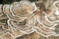 Trametes versicolor