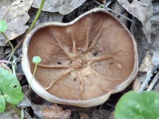 Disciotis venosa