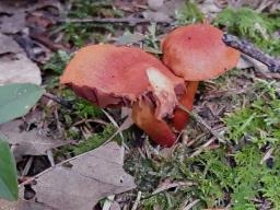 Cortinarius cinnabarinus