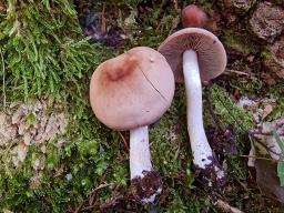 Homophron spadiceum