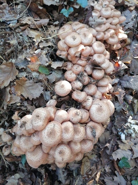 Armillaria ostoyae