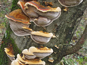 Xanthoporia radiata