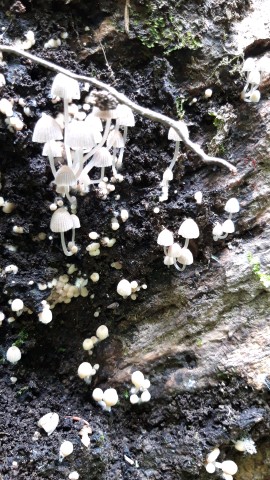 Coprinellus disseminatus
