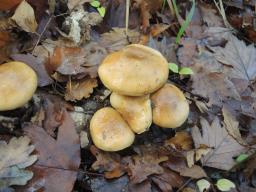 Phlegmacium olidum