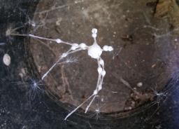 Gibellula pulchra