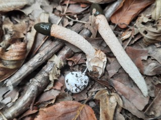 Mutinus caninus
