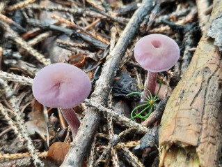 Laccaria amethystina