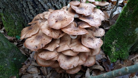 Armillaria ostoyae
