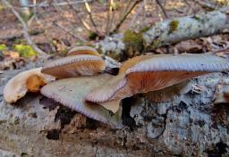 Sarcomyxa serotina