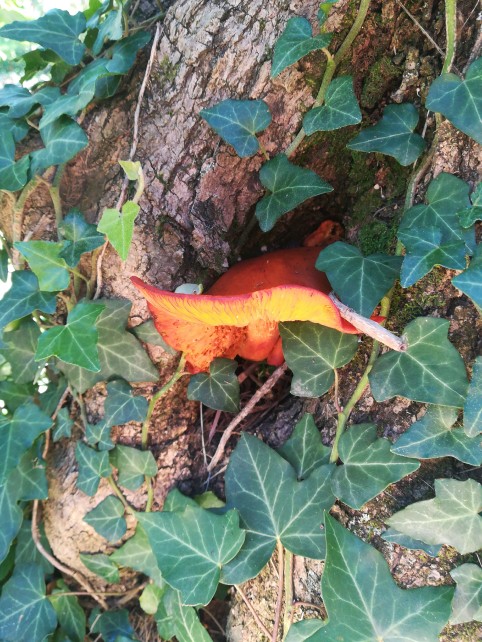 Omphalotus olearius