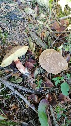 Xerocomellus chrysenteron
