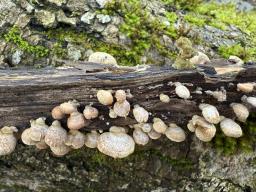 Panellus stipticus