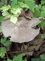 Megacollybia platyphylla