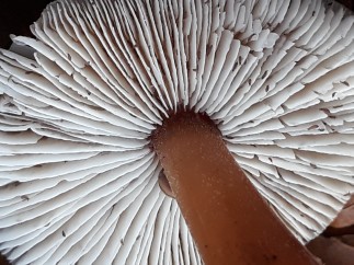 Rhodocollybia asema