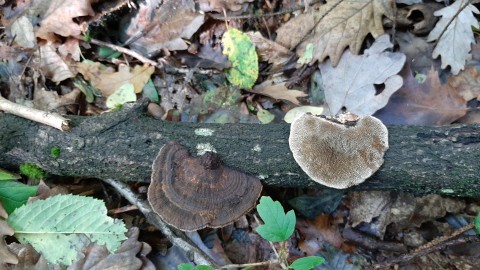 Daedaleopsis confragosa