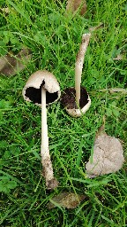 Coprinopsis atramentaria