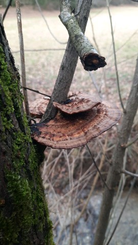 Daedaleopsis confragosa