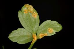 Puccinia smyrnii