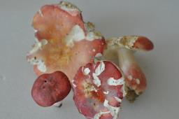 Russula rosea