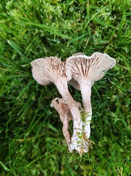 Collybia rivulosa