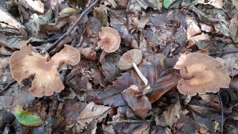 Collybiopsis peronata