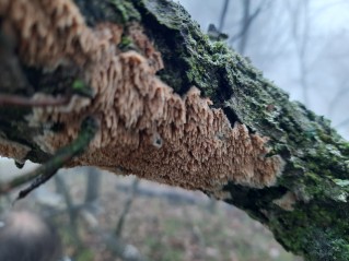 Radulomyces molaris