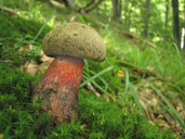 Caloboletus calopus