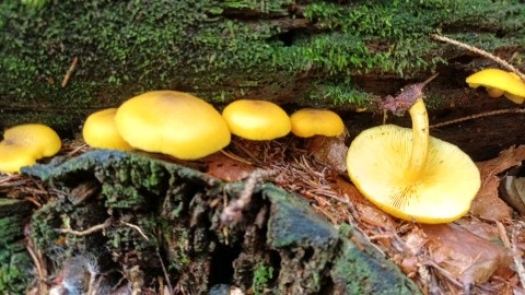 Tricholomopsis decora