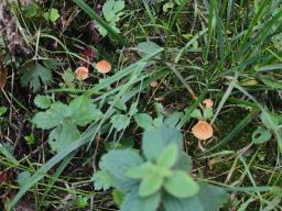 Galerina clavata