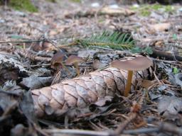 Strobilurus esculentus