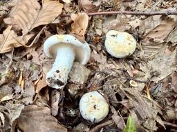 Lactifluus piperatus