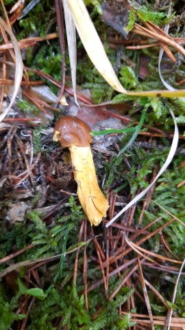 Tolypocladium capitatum