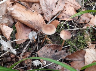 Strobilurus esculentus