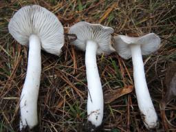 Tricholoma terreum