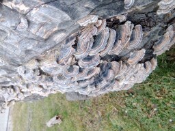 Trametes versicolor