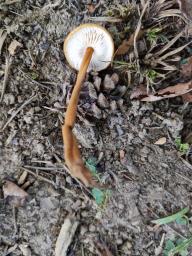 Xerula pudens
