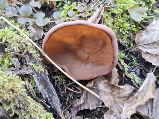 Discina ancilis