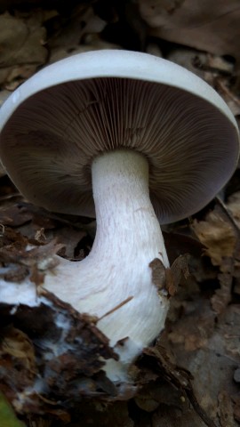 Lepista glaucocana