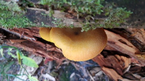 Tricholomopsis decora